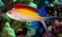 Pseudanthias dispar