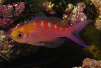 Pseudanthias flavoguttatus