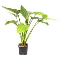 Echinodorus palaefolius XL