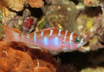 Serranus tortugarum
