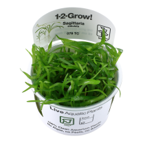 Sagittaria subulata 1-2-GROW!