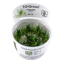 Littorella uniflora 1-2-GROW