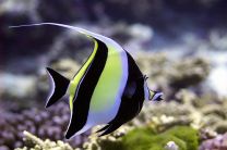 Zanclus canescens
