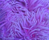 Heteractis crispa purple