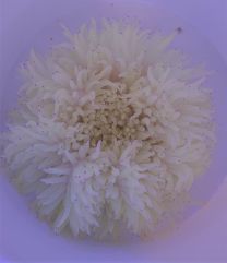 Heteractis crispa - valge
