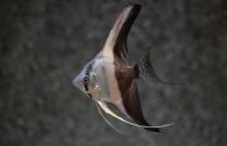 Pterophyllum scalare bicolor 