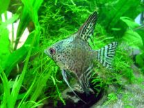 Pterophyllum scalare leopard