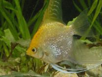 Pterophyllum scalare kuldne M