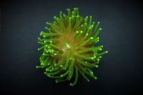 Euphyllia glabrescens lime green