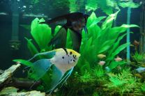 Pterophyllum scalare pikauimeline mix XL