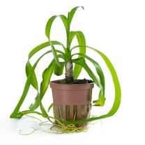 Crinum thaianum pott