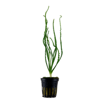 Crinum calamistratum