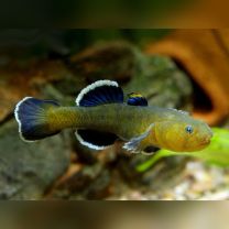 Chlamydogobius eremius