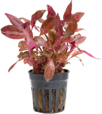 Alternanthera reineckii 'Rosanervig'