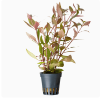 Alternanthera reineckii 'Cardinalis'