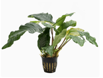 Anubias ”coffeefolia”