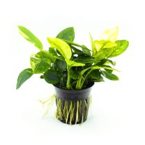 Anubias nana marble