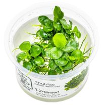 Anubias barteri 'Mini Coin' 1-2-GROW