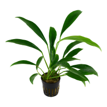 Anubias barteri angustifolia