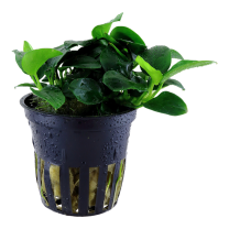 Anubias barteri v. nana "Petite"