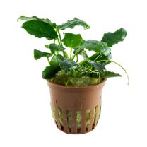 Anubias Barteri var. nana 'Kirin'