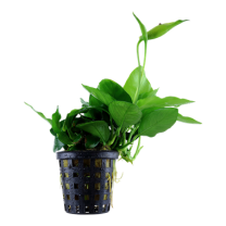 Anubias nana Large