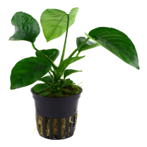 Anubias barteri caladiifo.