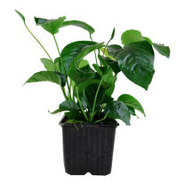 Anubias barteri caladiifolia 1705 XL