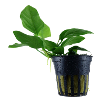 Anubias barteri var nana