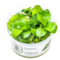 Anubias barteri nana 1-2-GROW