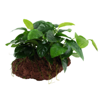 Anubias barteri nana laavakivil