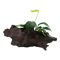 Anubias barteri nana juurikal