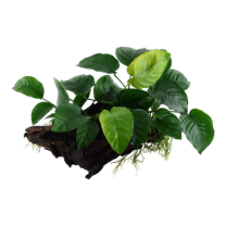 Anubias barteri sp. XL juurikal'