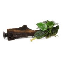 Anubias nana juurikal+iminapp
