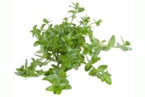 Bacopa caroliniana