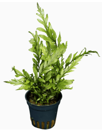 Bolbitis heudelotii 