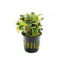 Bucephalandra Malawi Pink