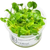 Schismatoglottis prietoi 1-2-GROW