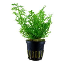 Ceratopteris thalictroides 