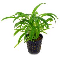 Cryptocoryne albida 