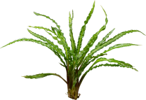 Cryptocoryne crispatula var. balansae 