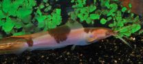 Clarias batrachus SM