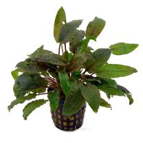 Cryptocoryne beckettii 