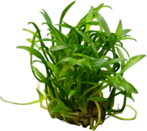 Cryptocoryne parva