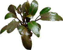 Cryptocoryne nurii