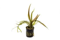 Cryptocoryne retrospiralis