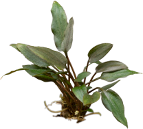 Cryptocoryne walkeri 