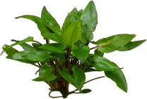 Cryptocoryne wendtii 'Grün' 