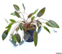 Cryptocoryne wendtii 'Braun' 