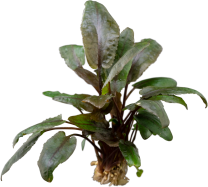 Cryptocoryne wendtii 'Mi Oya' 